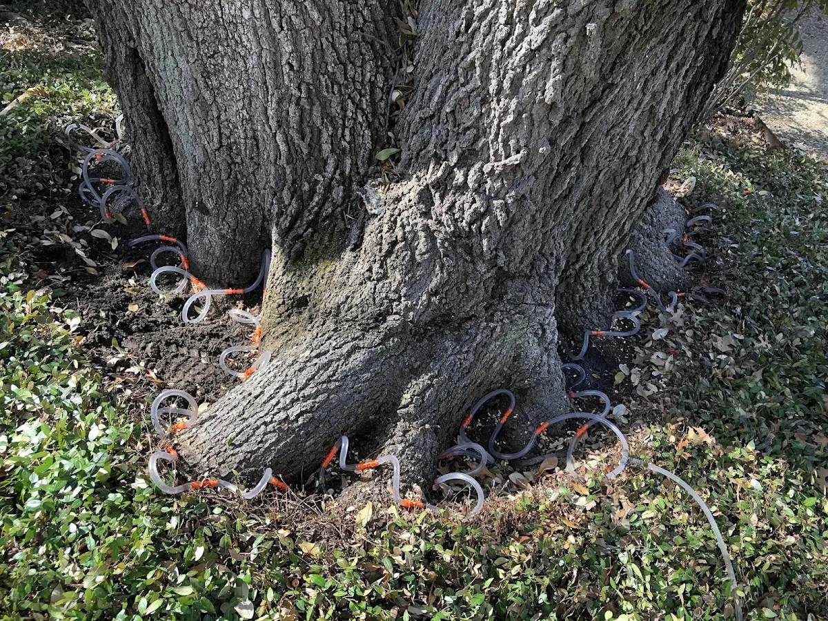 Detailed Tree Cabling and Bracing job site in Elk Mills