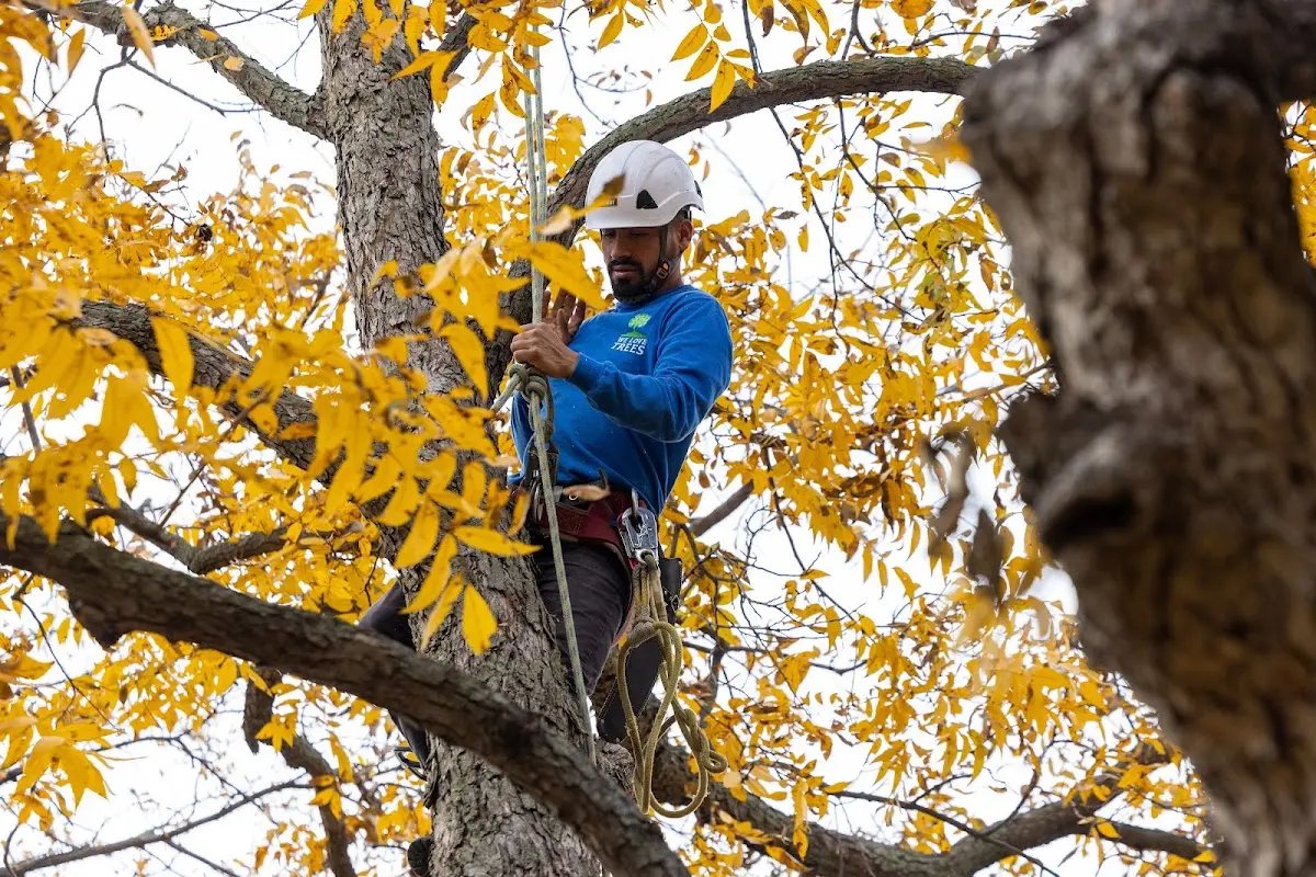 Skilled Tree Trimming crew working in Elk Mills