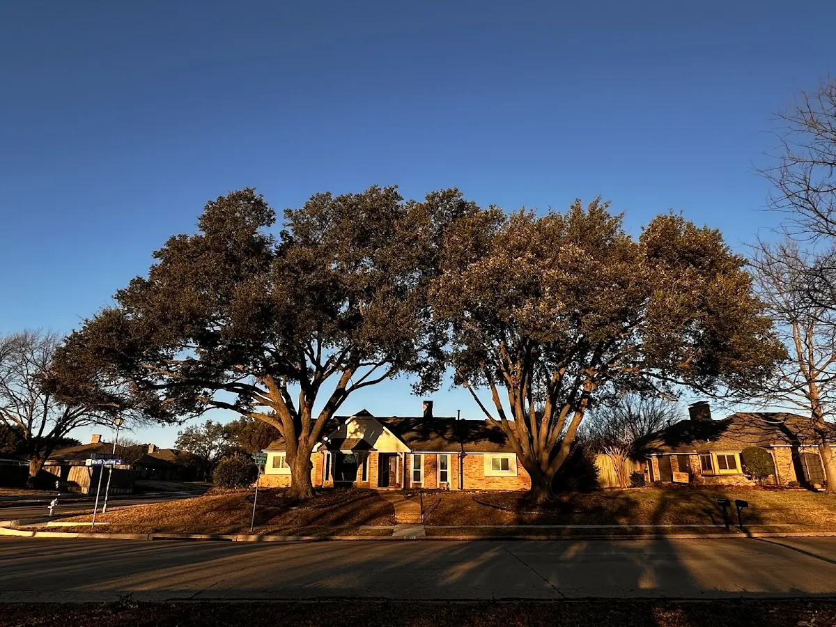 Established residential canopy tree shading a home in Elk Mills